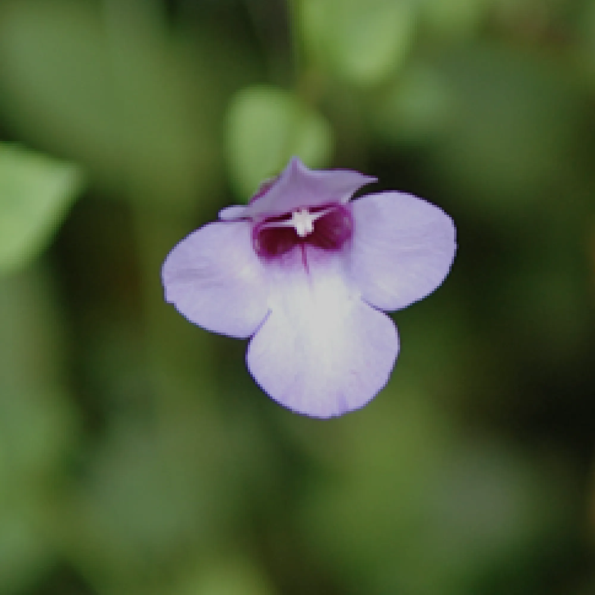 植物分子遺伝学